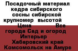 Посадочный материал кедра сибирского (сосны сибирской) крупномер, высотой 3-3.5  › Цена ­ 19 800 - Все города Сад и огород » Интерьер   . Хабаровский край,Комсомольск-на-Амуре г.